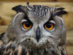 Аватар для eagle-owl